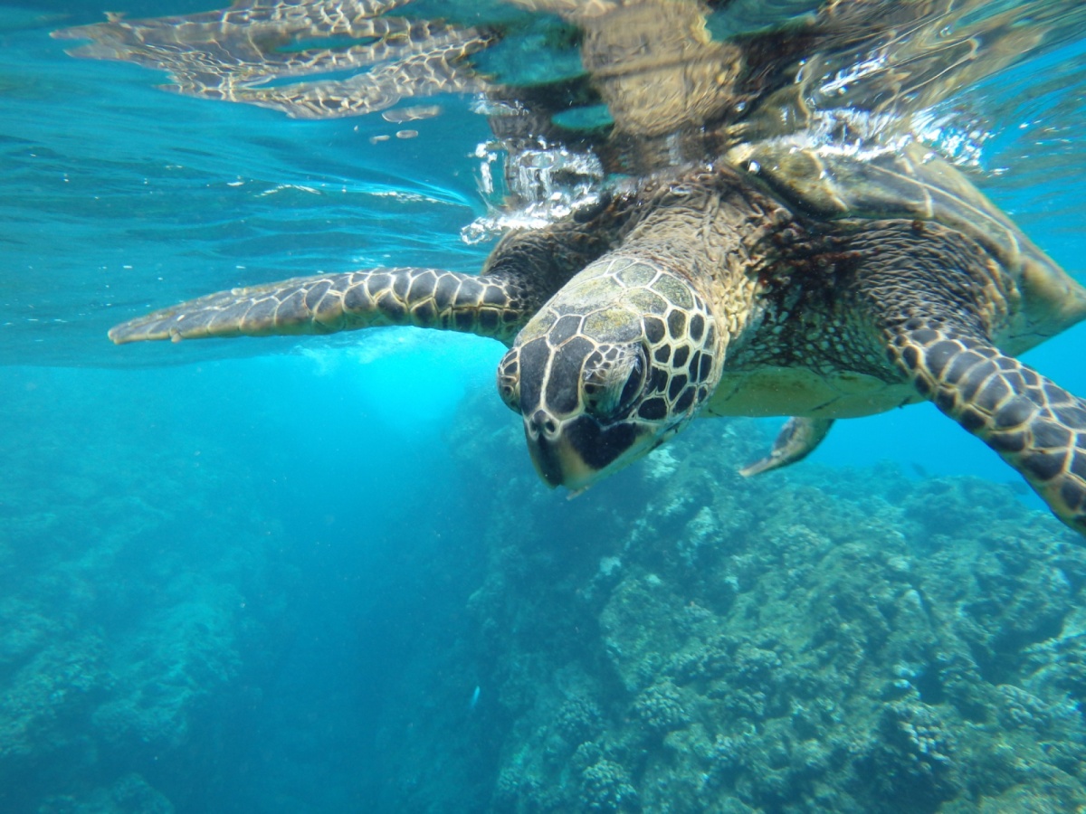 Czy warto polecieć w sierpniu na ekskluzywne wakacje na Galapagos?